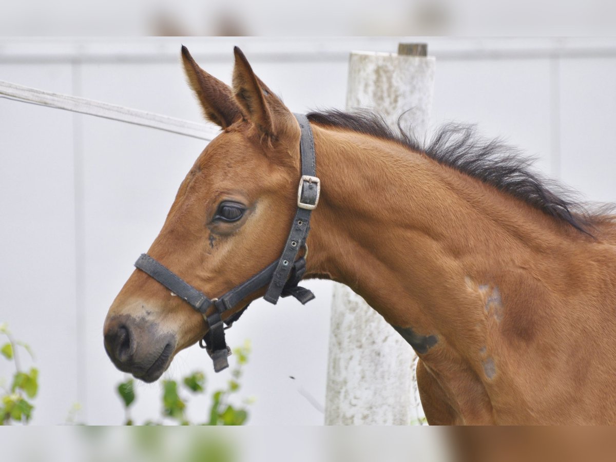 Oldenburger Springpferd Hengst Fohlen (05/2024) 172 cm Brauner in Gummersbach