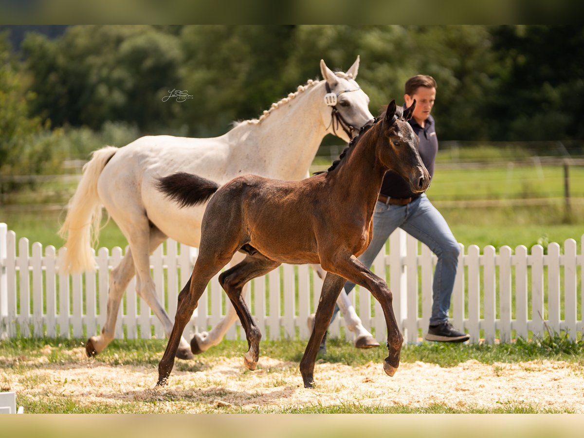 Oldenburger Springpferd Hengst Fohlen (04/2025) 172 cm Schimmel in Ronshausen