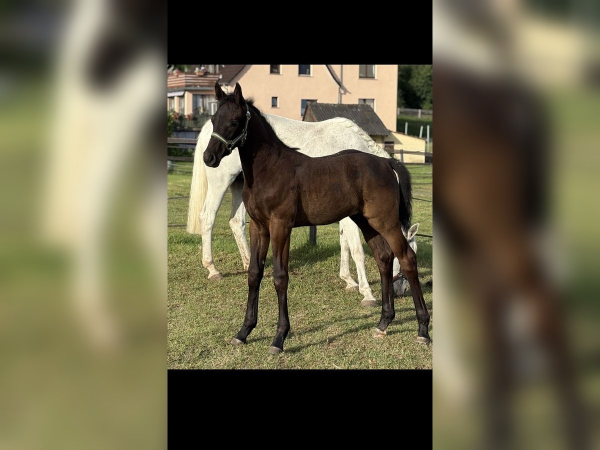 Oldenburger Springpferd Hengst  172 cm Schwarzbrauner in Ronshausen