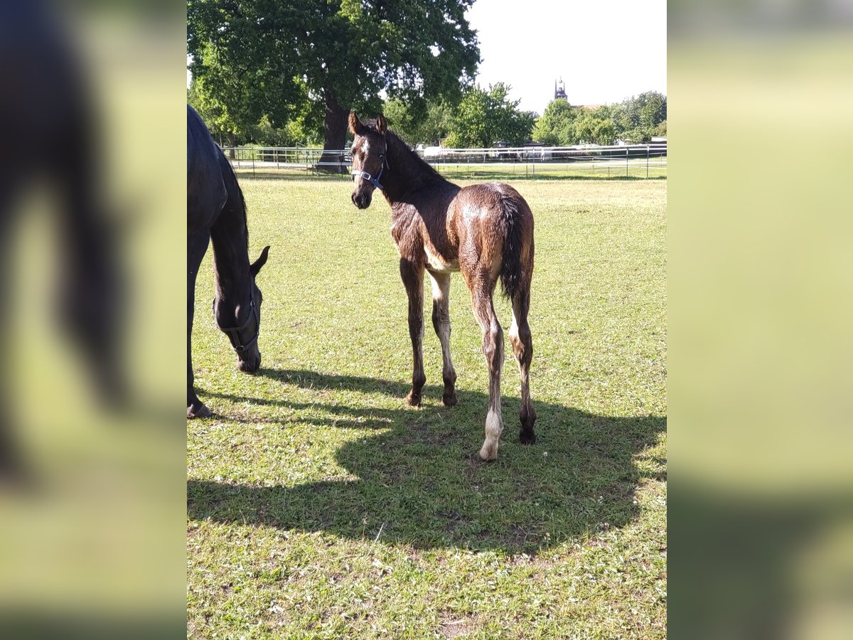 Oldenburger Springpferd Hengst  173 cm Dunkelbrauner in M&#xF6;ckern