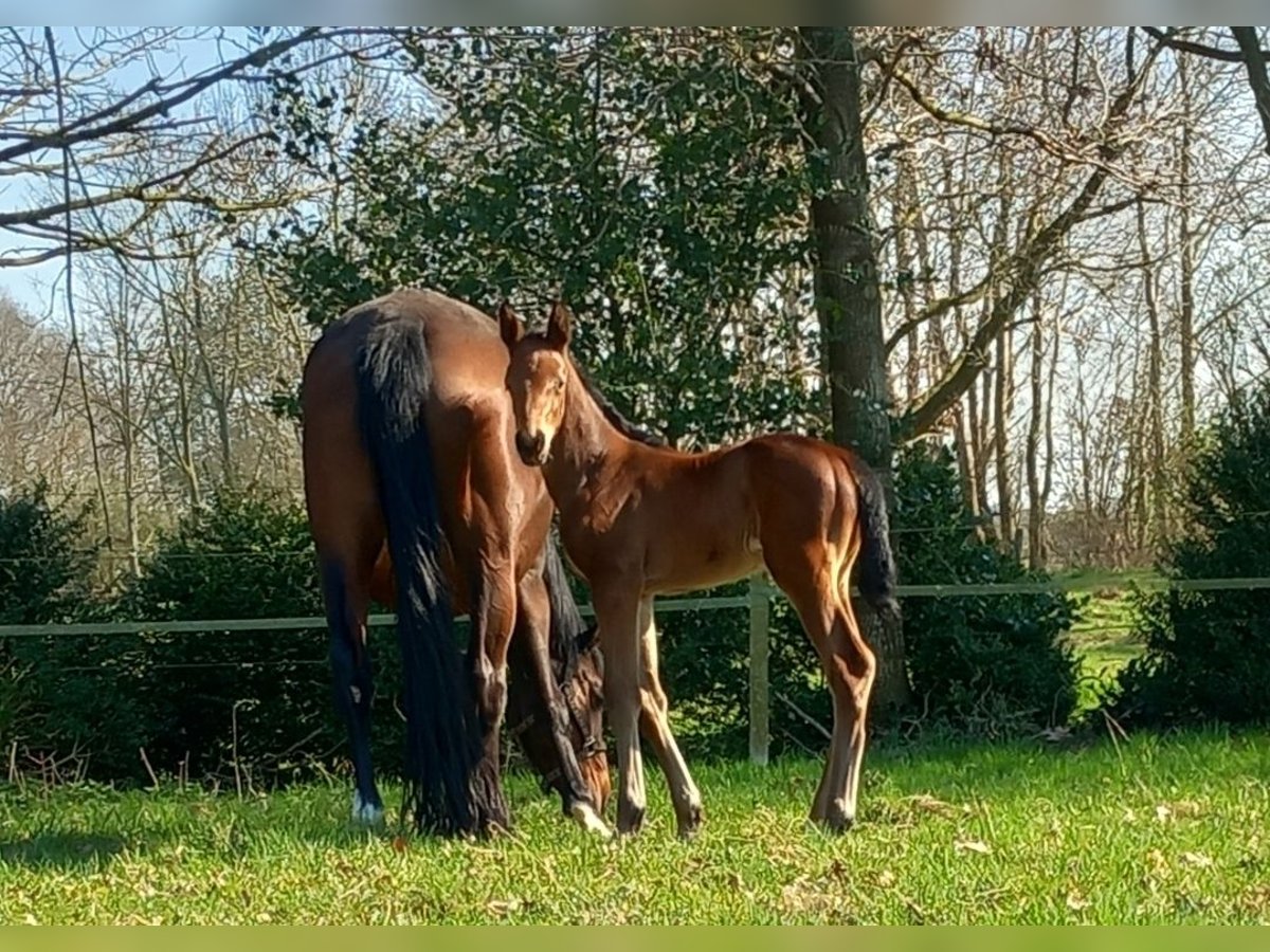 Oldenburger Springpferd Hengst  Brauner in Haren