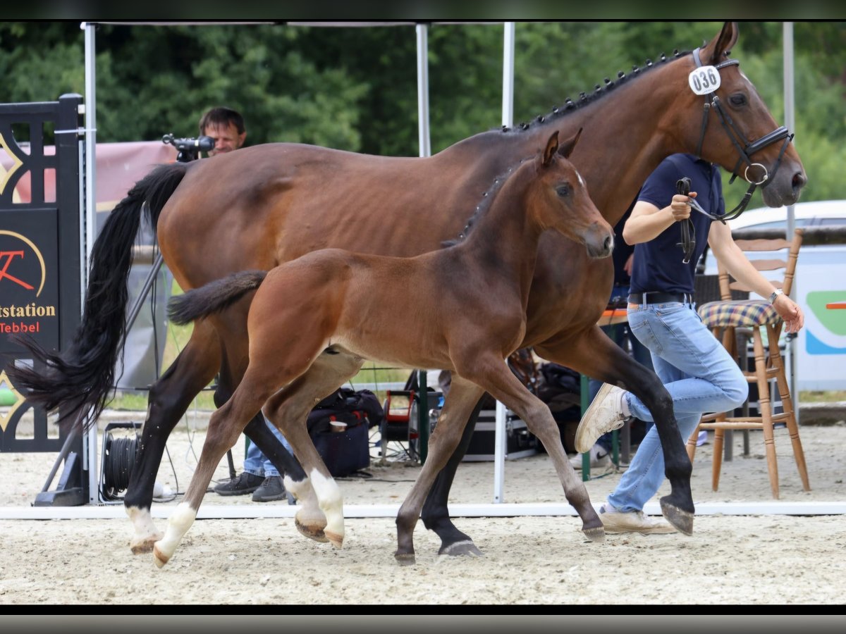 Oldenburger Springpferd Hengst Fohlen (05/2025) Brauner in Wielen
