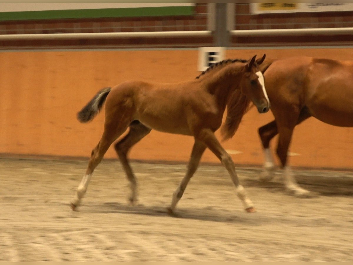 Oldenburger Springpferd Hengst  Brauner in Wittstock/Dosse