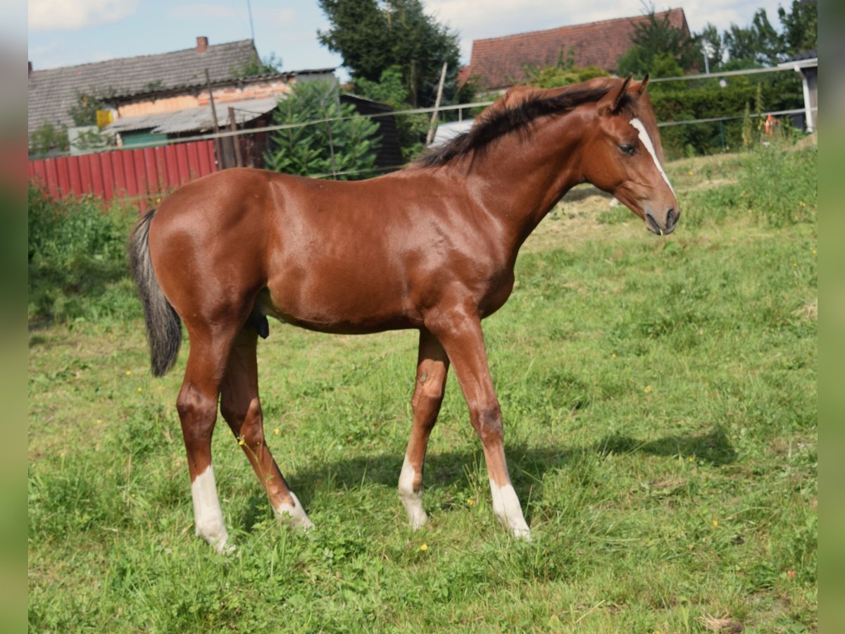 Oldenburger Springpferd Hengst Fohlen (04/2025) Brauner in Wittstock/Dosse