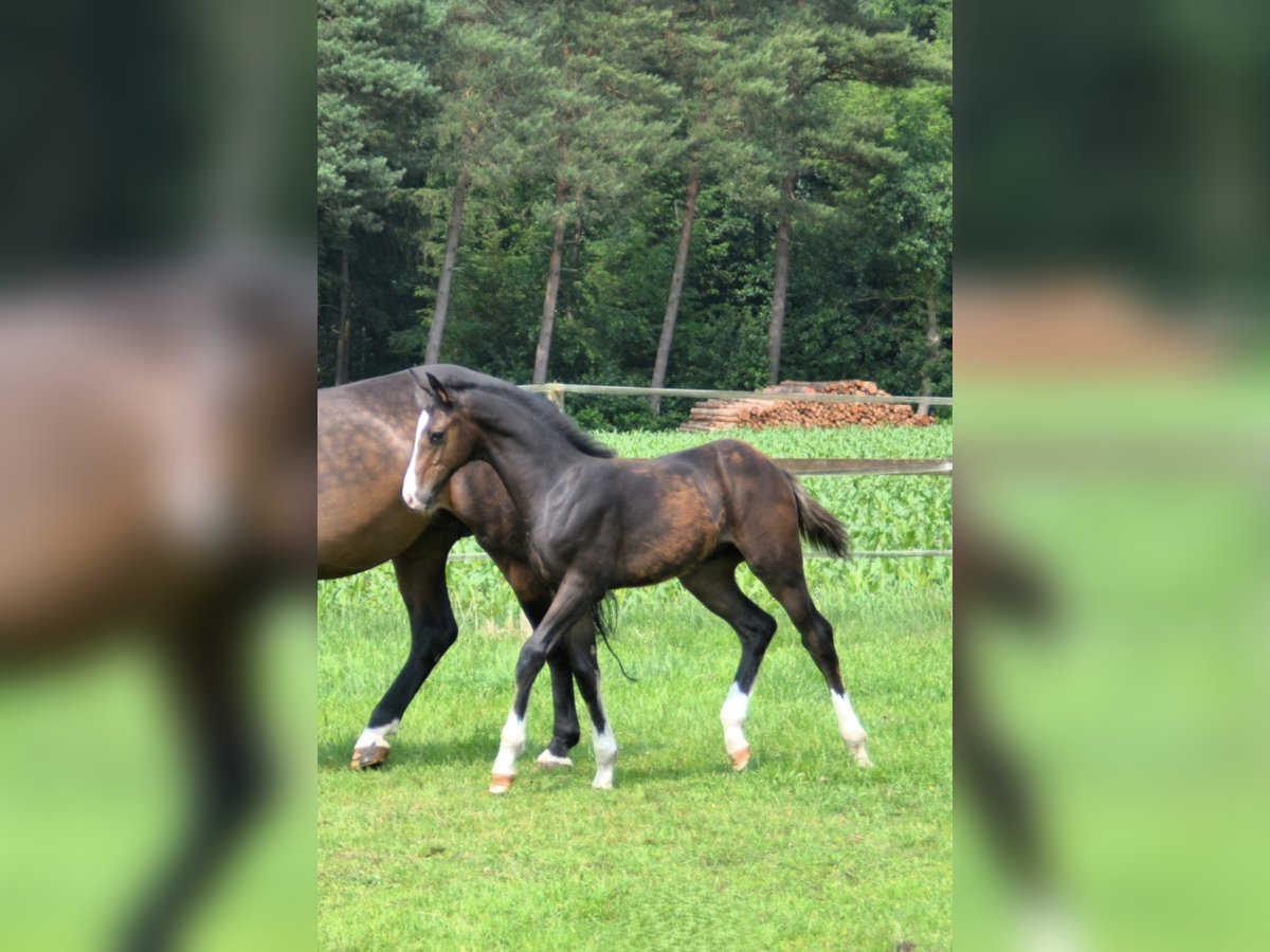 Oldenburger Springpferd Hengst  Dunkelbrauner in Molbergen