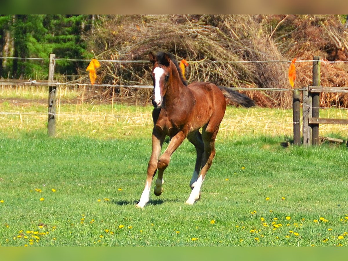 Oldenburger Springpferd Hengst  Dunkelbrauner in Molbergen