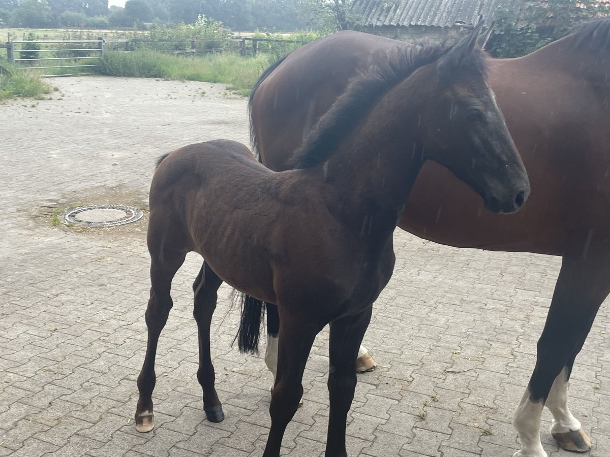 Oldenburger Springpferd Hengst Fohlen (05/2025) Kann Schimmel werden in Lindern (Oldenburg)