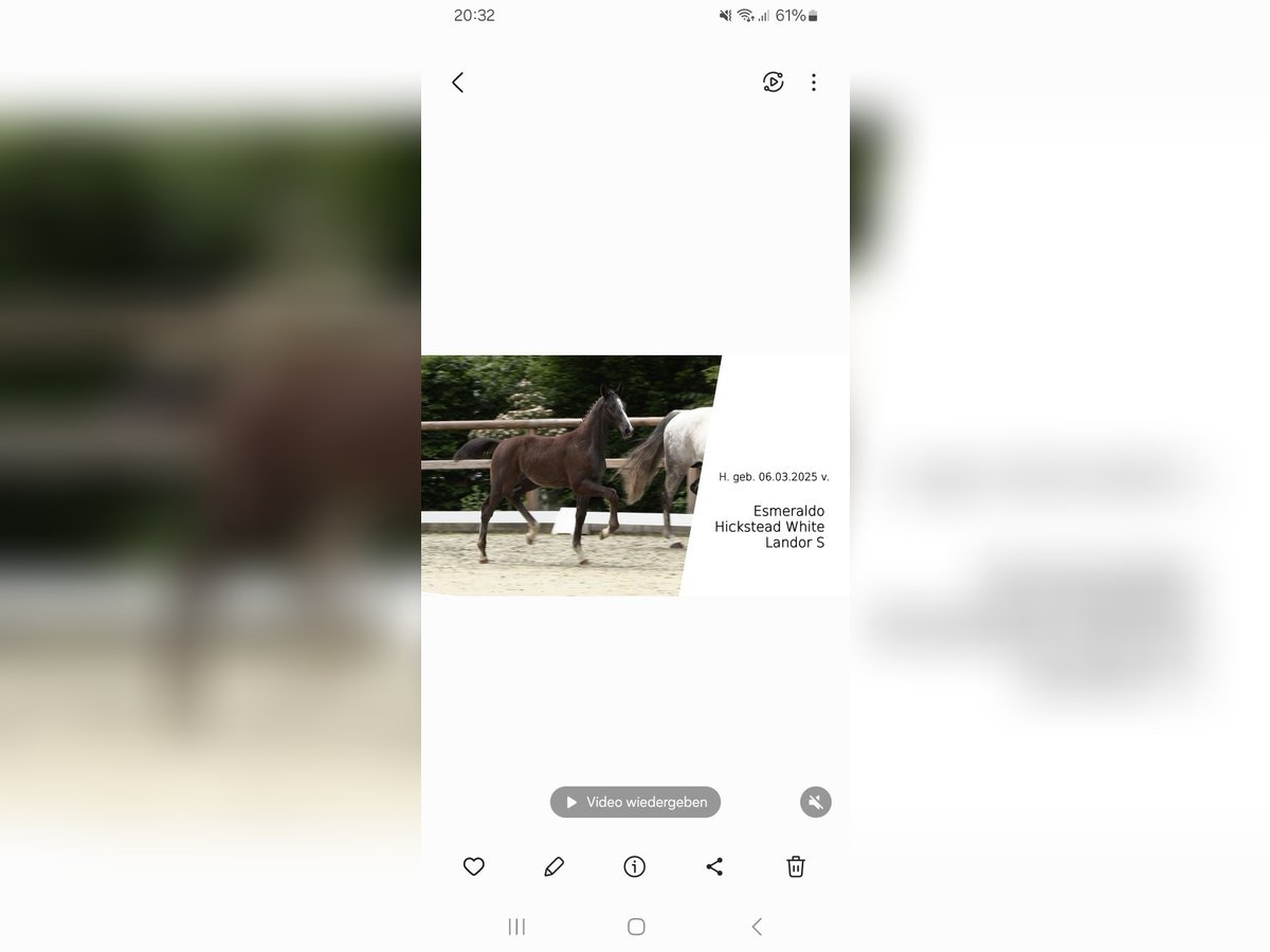 Oldenburger Springpferd Hengst  Schimmel in Garrel