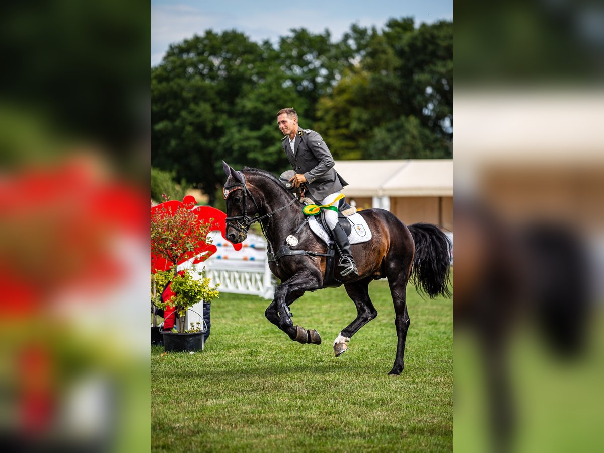 Oldenburger Springpferd Hengst in Celle