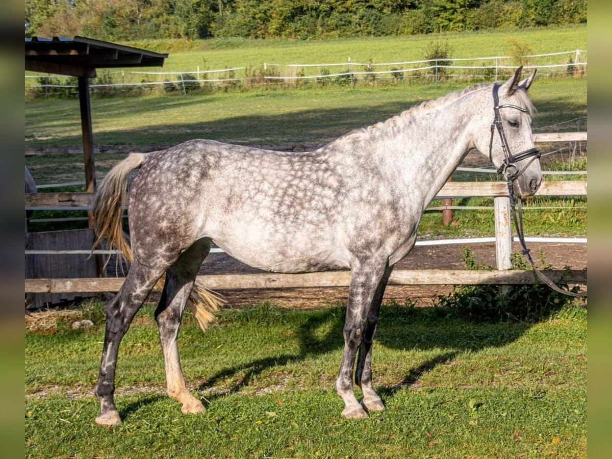 Oldenburger Springpferd Klacz 10 lat 166 cm Siwa in Wolfsbach