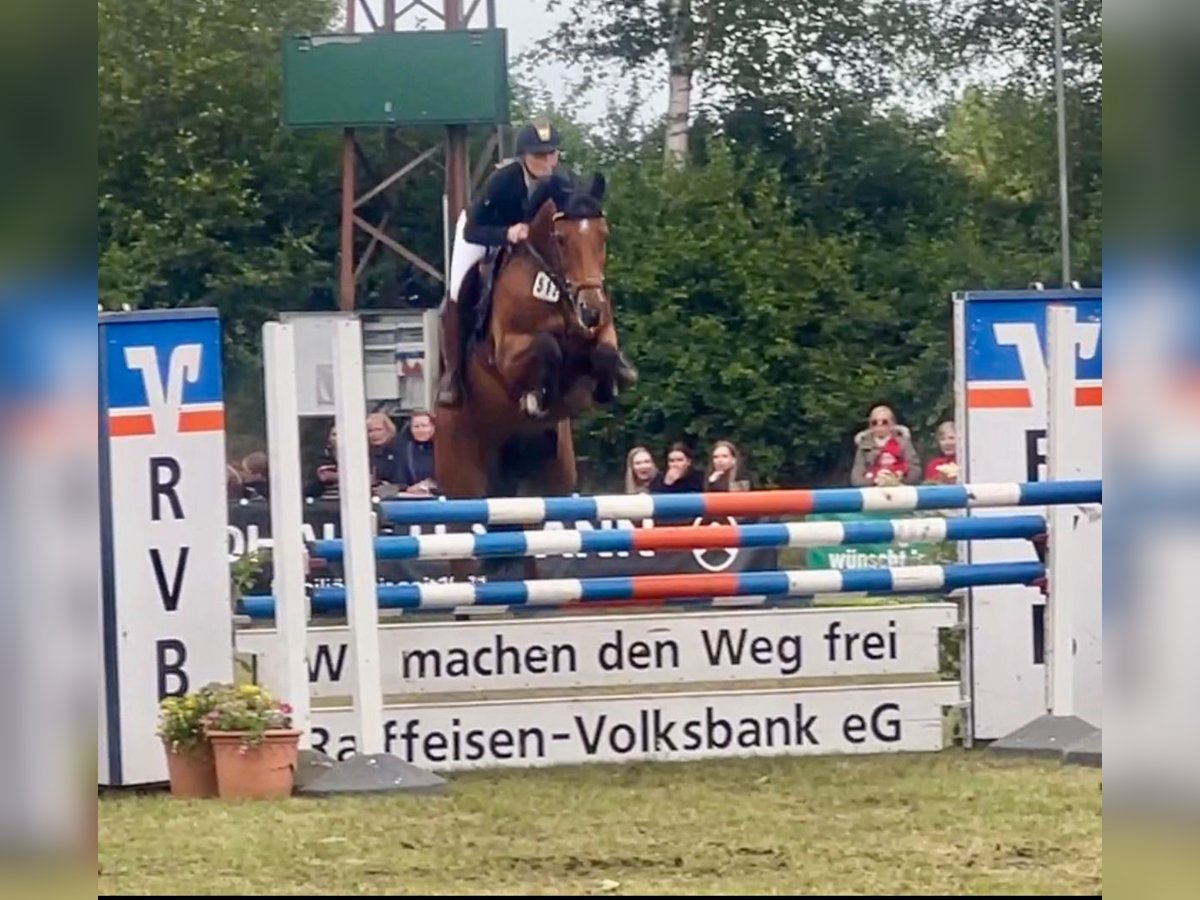 Oldenburger Springpferd Klacz 11 lat 160 cm Gniada in Werlte