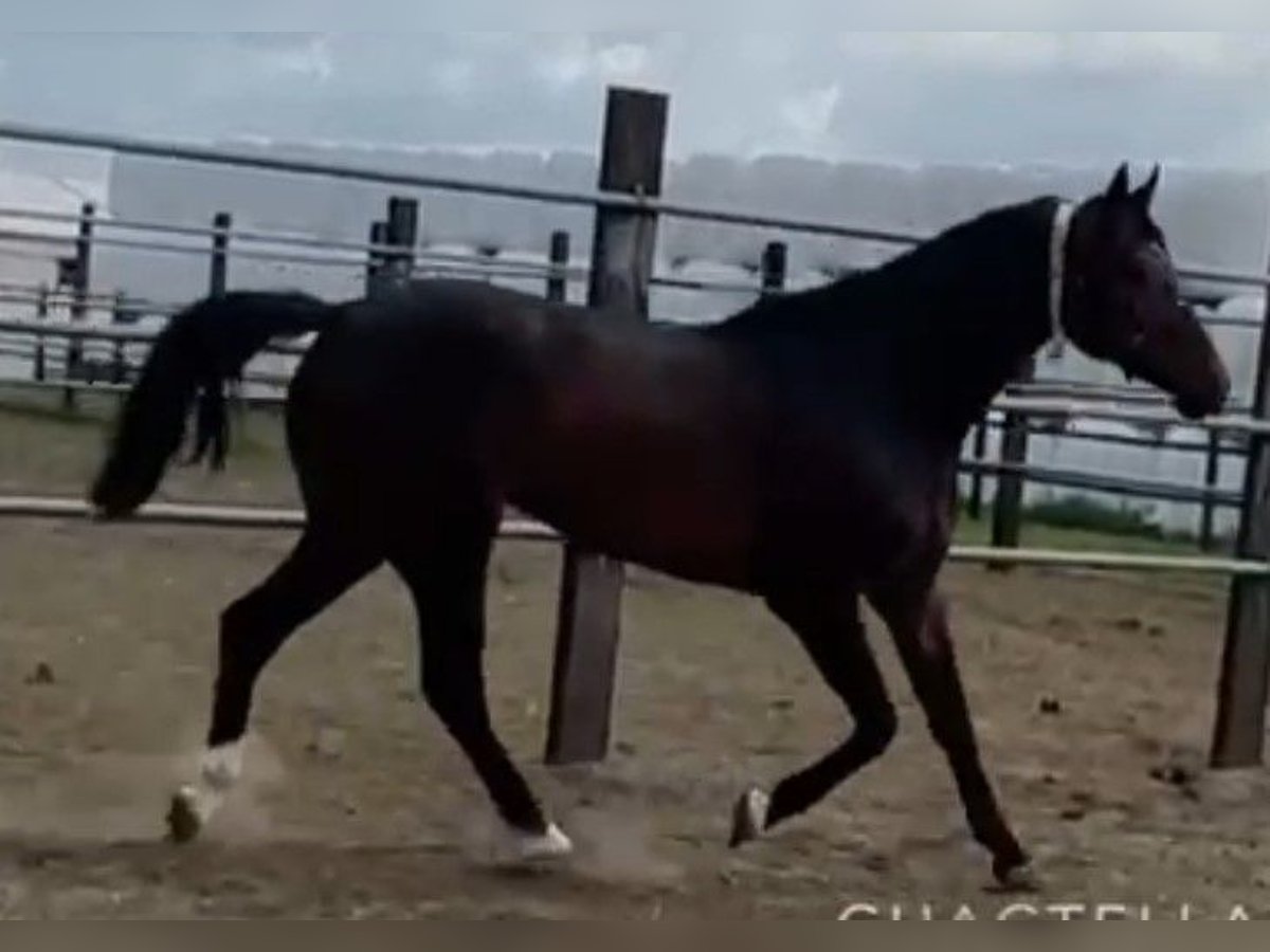 Oldenburger Springpferd Klacz 11 lat 174 cm Ciemnogniada in Geestland