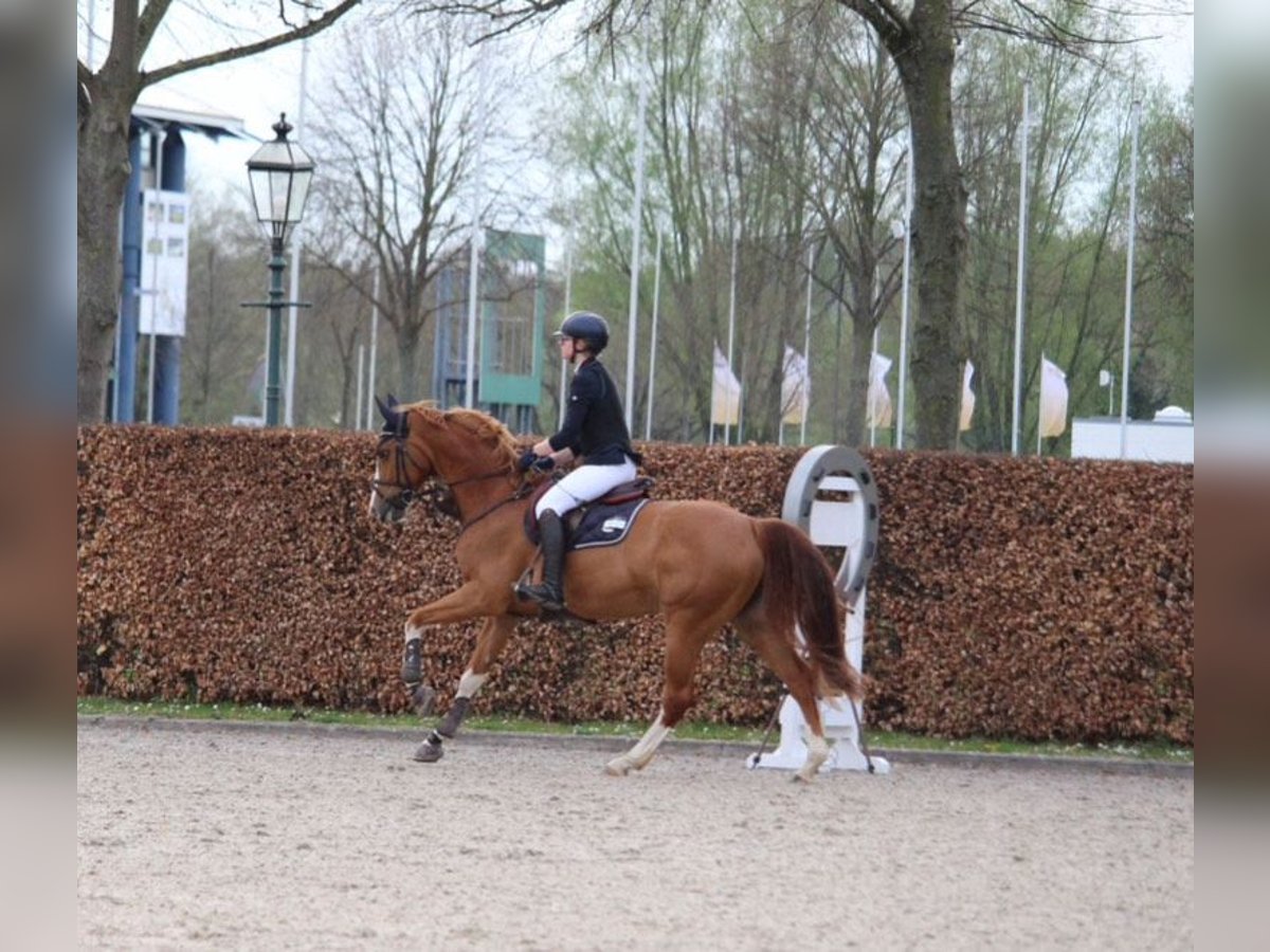 Oldenburger Springpferd Klacz 12 lat Kasztanowata in Hückelhoven