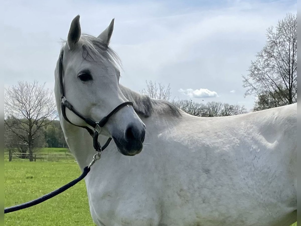 Oldenburger Springpferd Klacz 13 lat 165 cm Siwa in Osnabrück