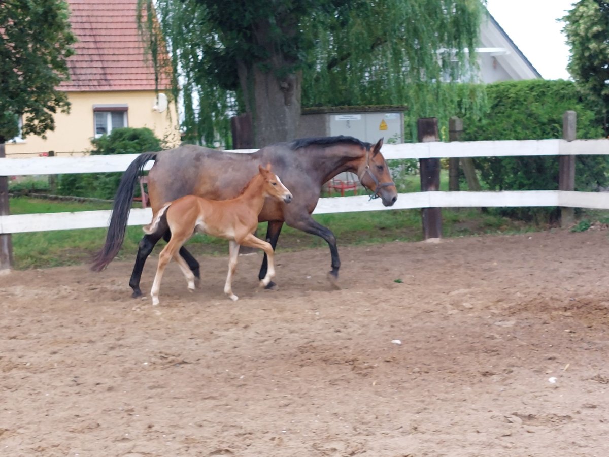 Oldenburger Springpferd Klacz 1 Rok 165 cm Kasztanowata in Schmarsow
