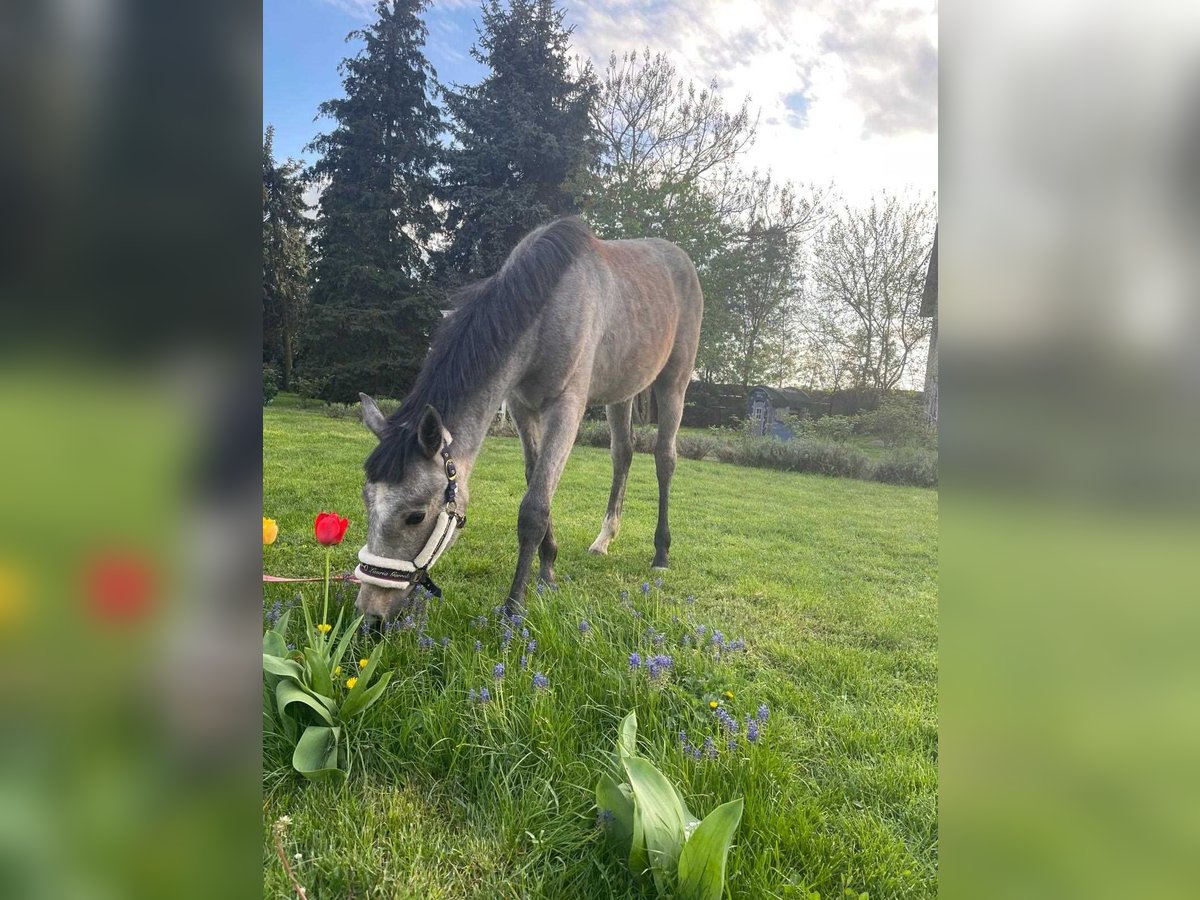 Oldenburger Springpferd Klacz 1 Rok Siwa in Wróblew