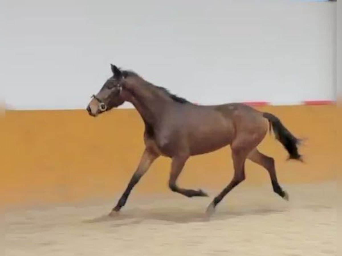 Oldenburger Springpferd Klacz 3 lat 160 cm Gniada in KRAJENKA