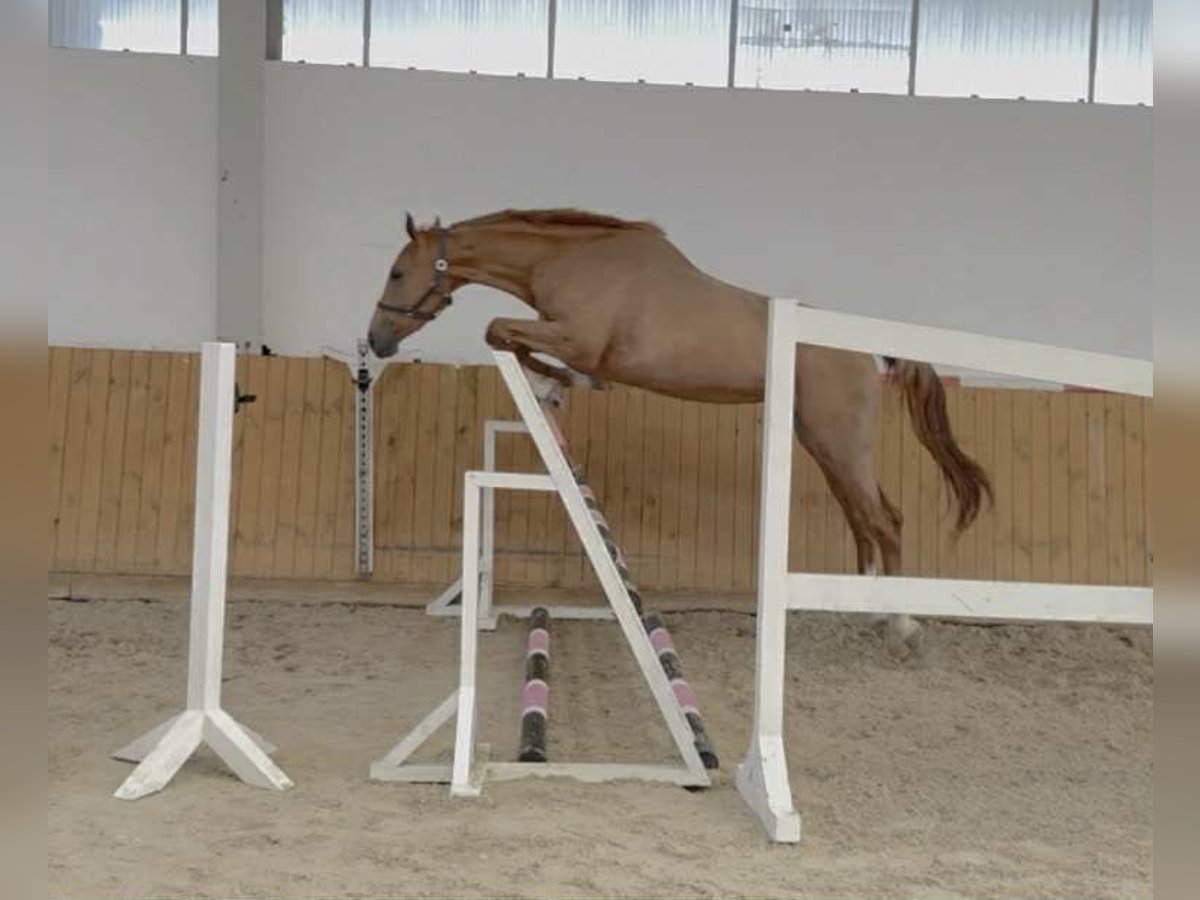 Oldenburger Springpferd Klacz 3 lat 169 cm Kasztanowata in G&#x141;UBCZYN - ROGOWNICA