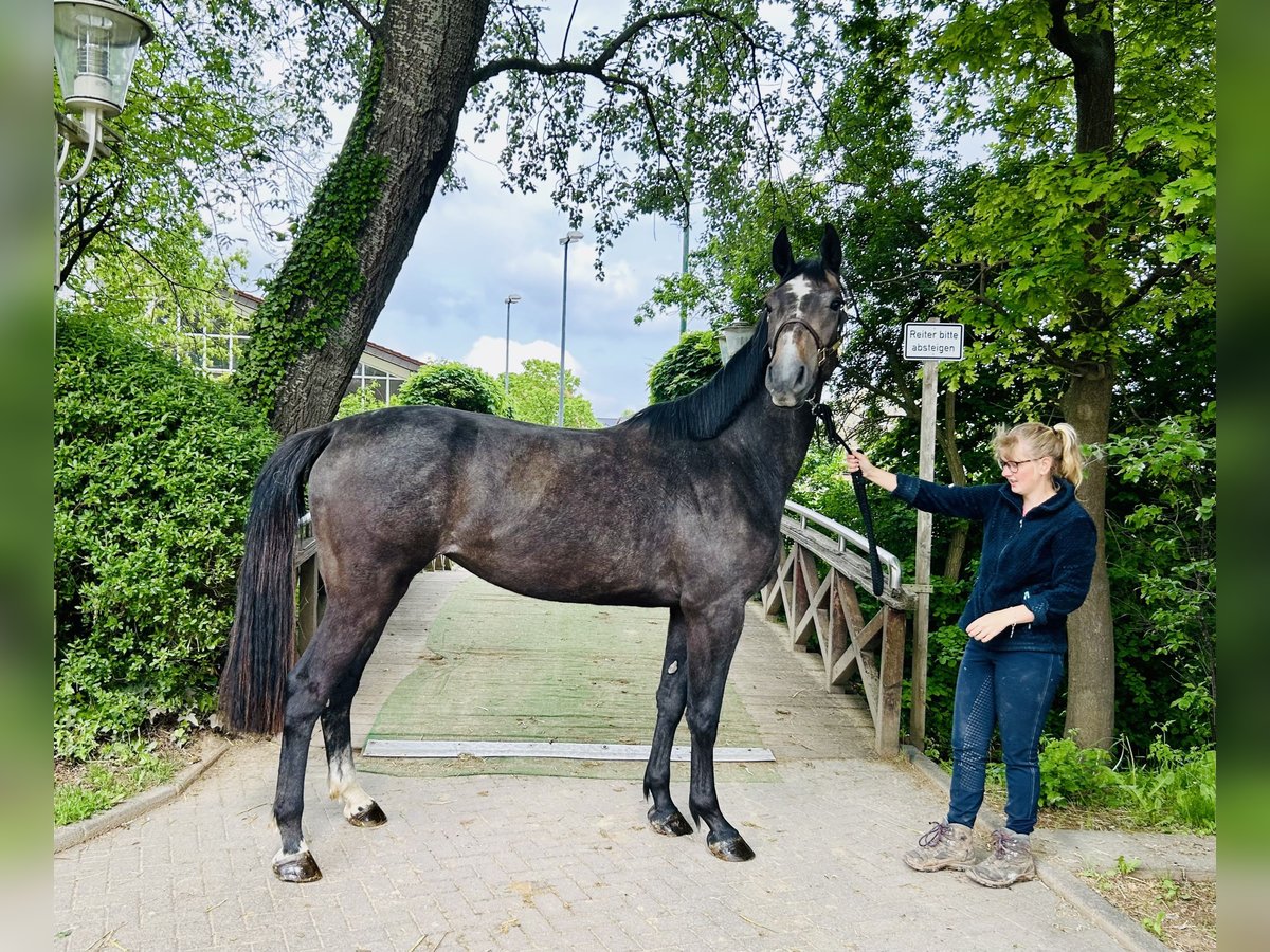 Oldenburger Springpferd Klacz 3 lat Siwa in Z&#xFC;lpich