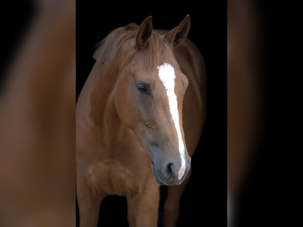 Oldenburger Springpferd Klacz 4 lat 162 cm Kasztanowata in Nettetal