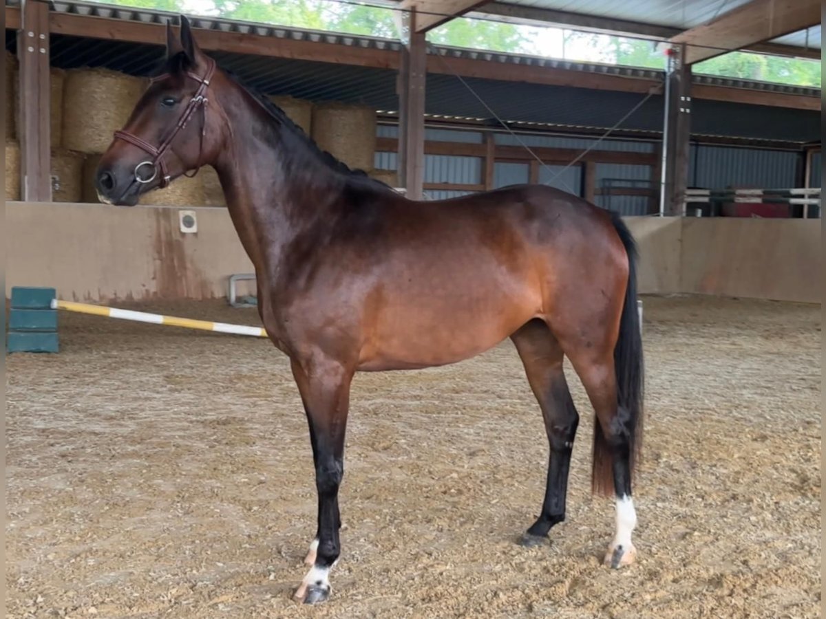 Oldenburger Springpferd Klacz 4 lat 165 cm Gniada in Mudershausen
