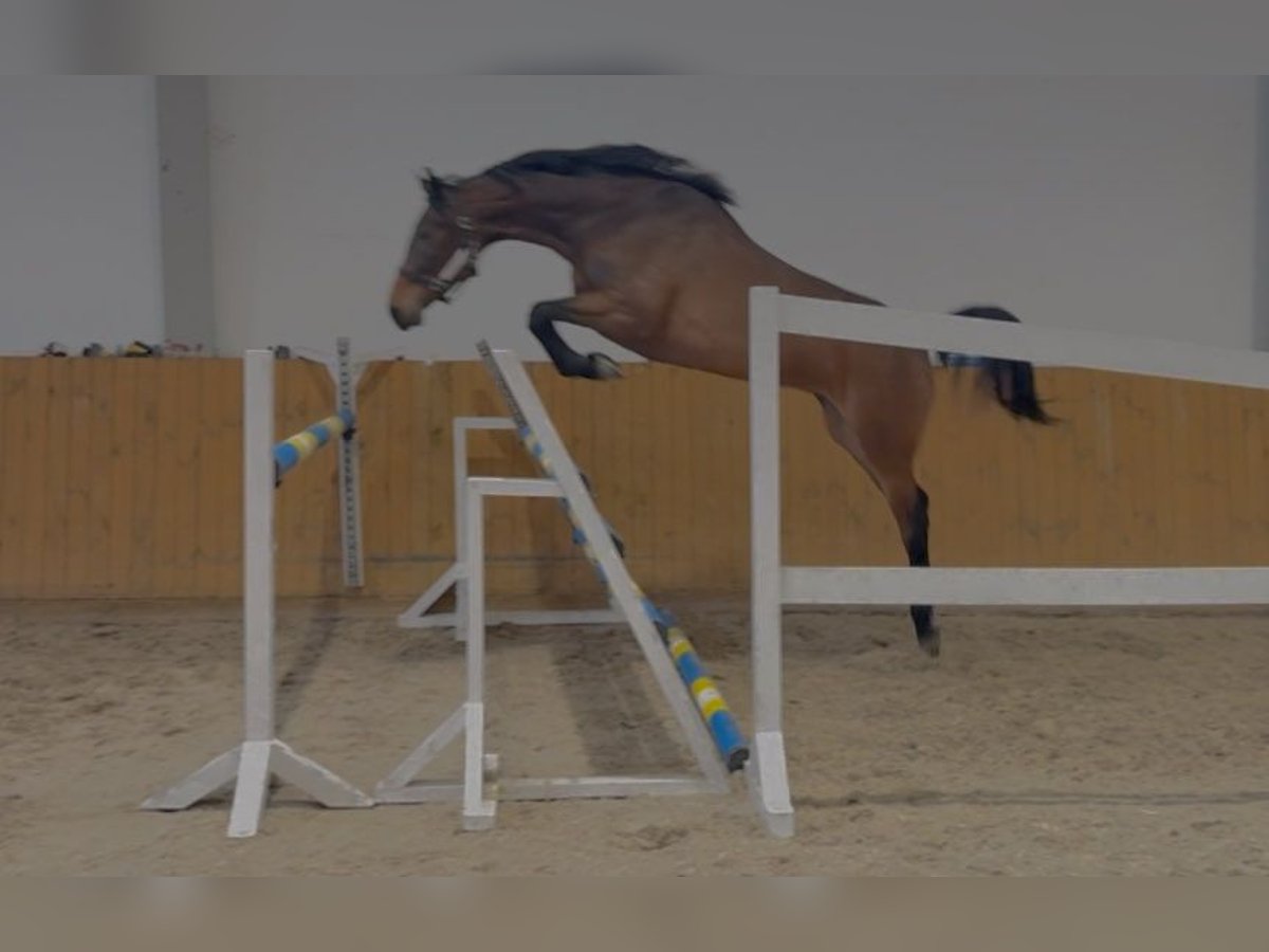 Oldenburger Springpferd Klacz 4 lat 168 cm Gniada in GŁUBCZYN