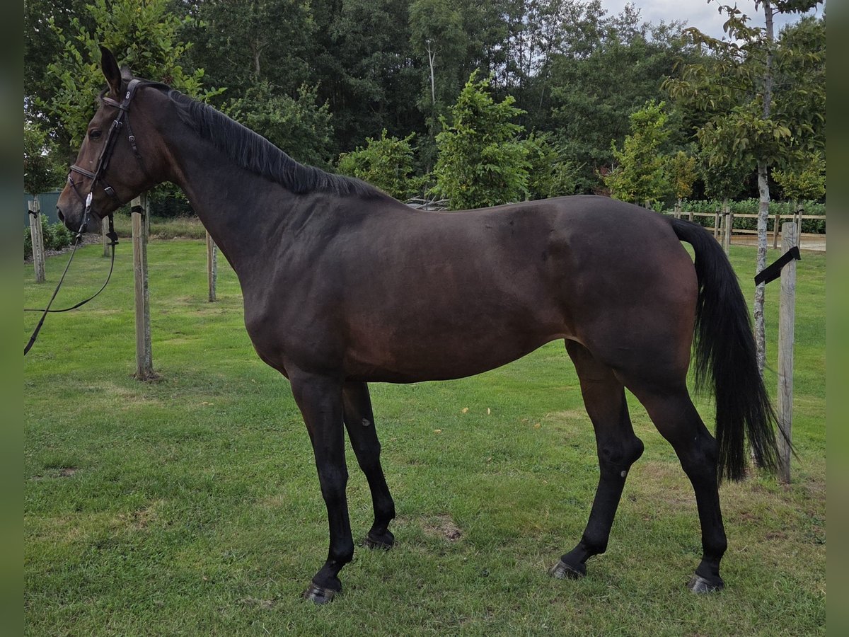 Oldenburger Springpferd Klacz 4 lat 170 cm Ciemnogniada in Wettrup