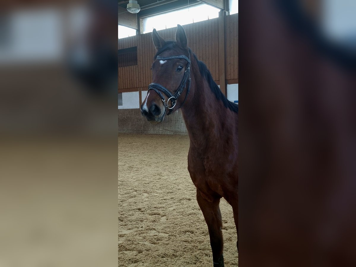 Oldenburger Springpferd Klacz 5 lat 160 cm Ciemnogniada in Rehau