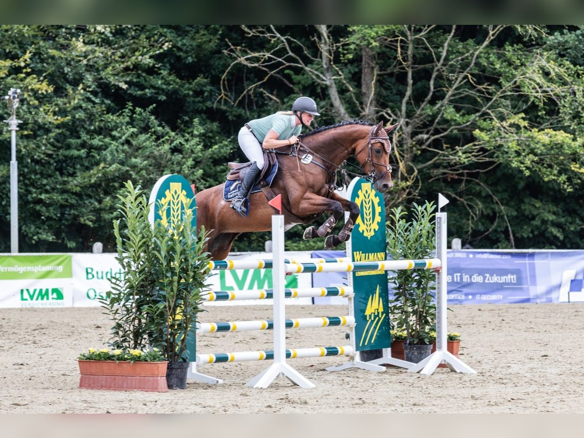 Oldenburger Springpferd Klacz 5 lat 168 cm Gniada in Osnabrück