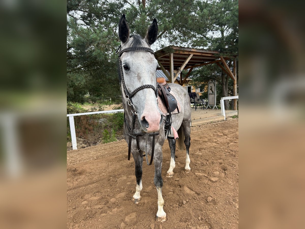 Oldenburger Springpferd Klacz 5 lat 169 cm Siwa in Sierniki