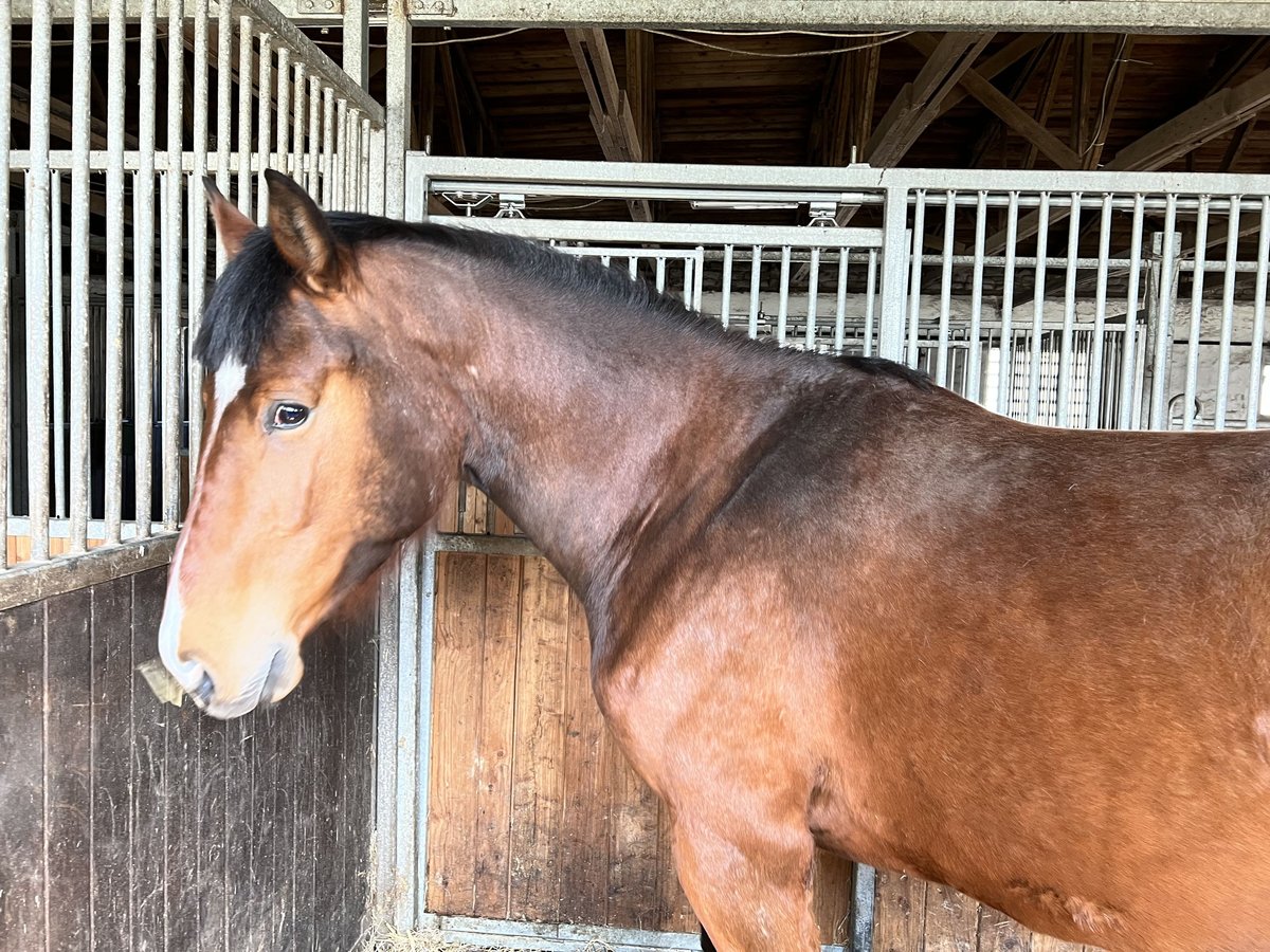 Oldenburger Springpferd Klacz 5 lat 170 cm Gniada in Dallgow-Döberitz