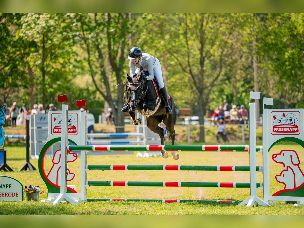 Oldenburger Springpferd Klacz 6 lat 163 cm Skarogniada in H&#xFC;ttenrode
