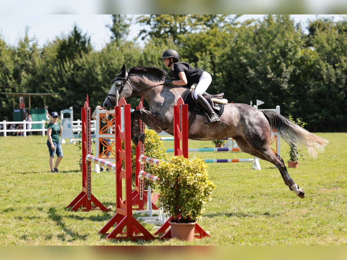 Oldenburger Springpferd Klacz 6 lat 166 cm Siwa in Ahrensburg