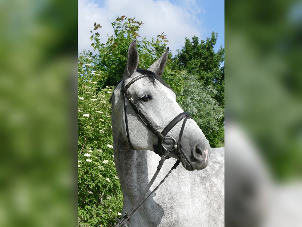 Oldenburger Springpferd Klacz 6 lat 168 cm Siwa in Kempen