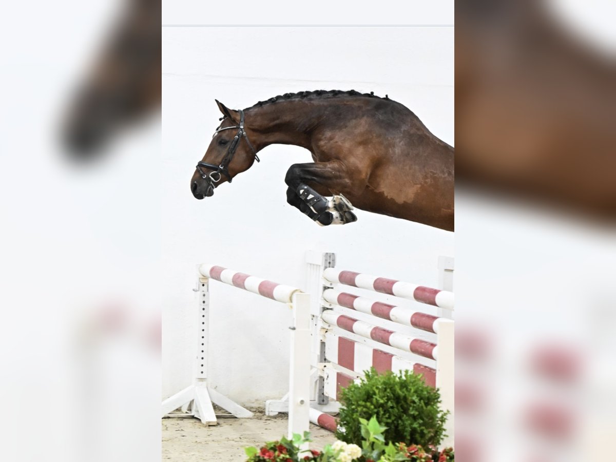 Oldenburger Springpferd Klacz 6 lat 169 cm Gniada in Ibbenbüren