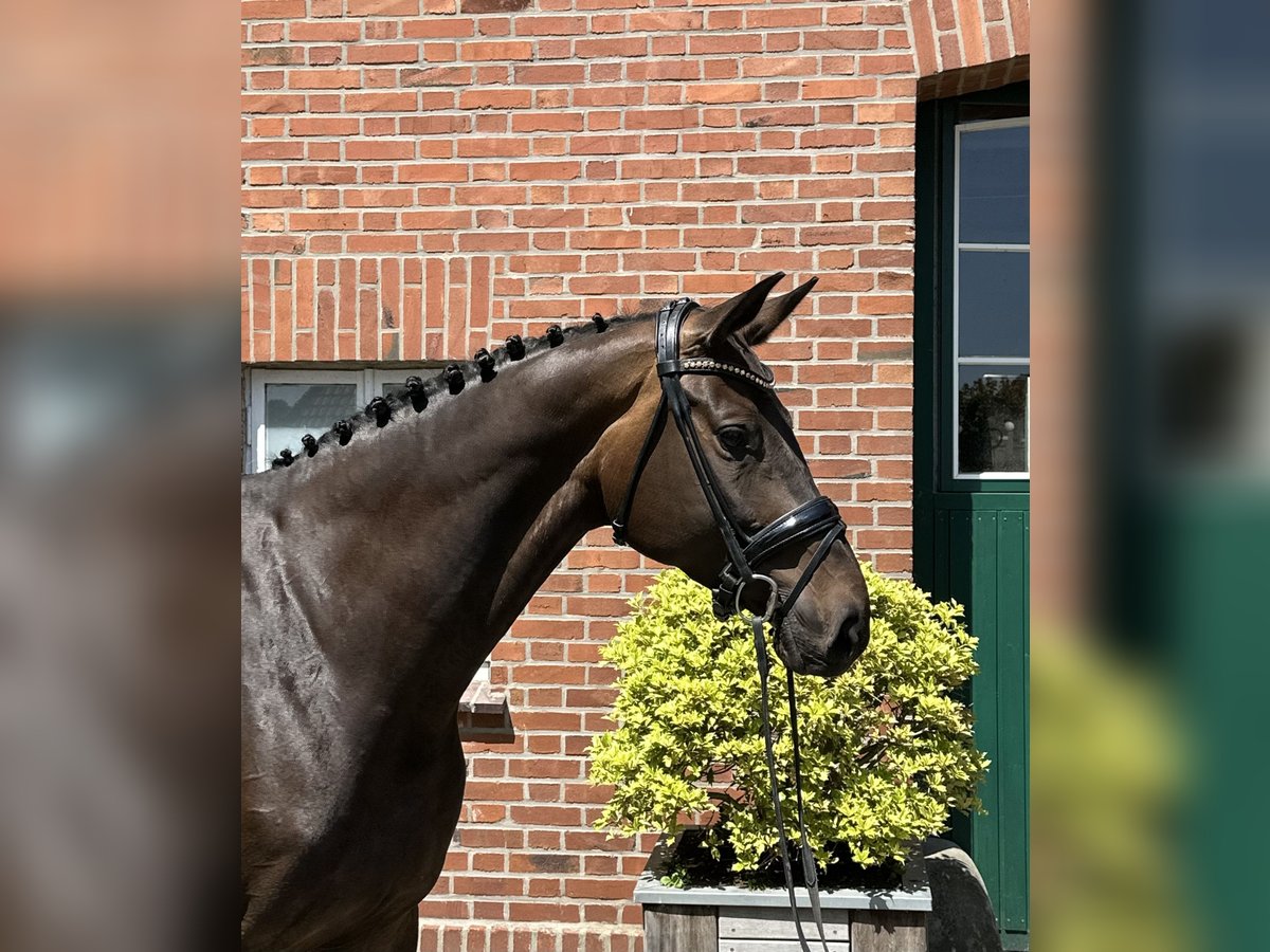 Oldenburger Springpferd Klacz 6 lat 171 cm Skarogniada in Cloppenburg