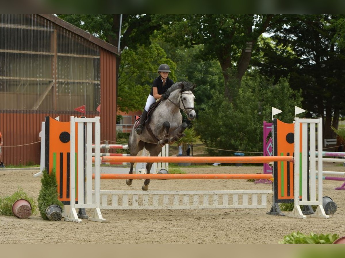 Oldenburger Springpferd Klacz 7 lat 165 cm Siwa in Ahrensburg