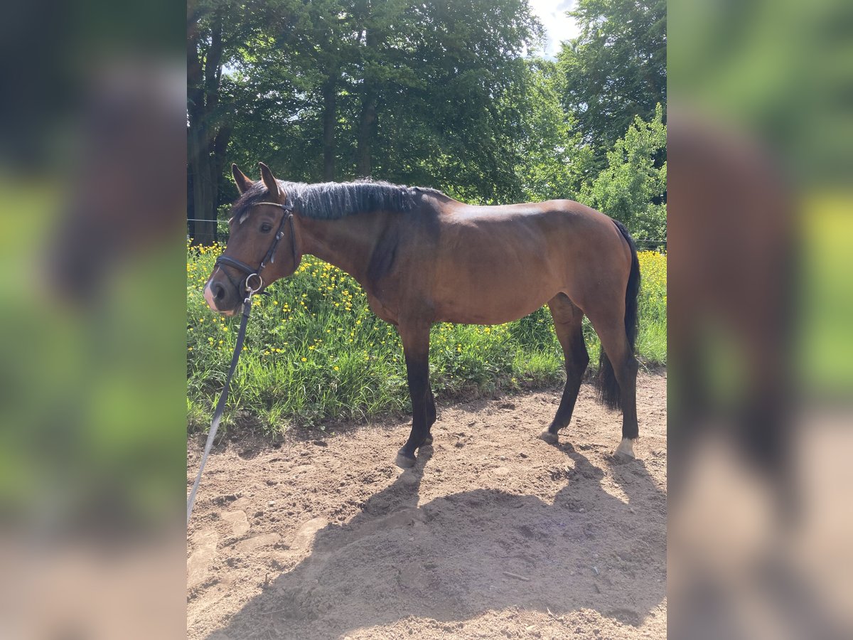 Oldenburger Springpferd Klacz 8 lat 164 cm Gniada in Hamdorf