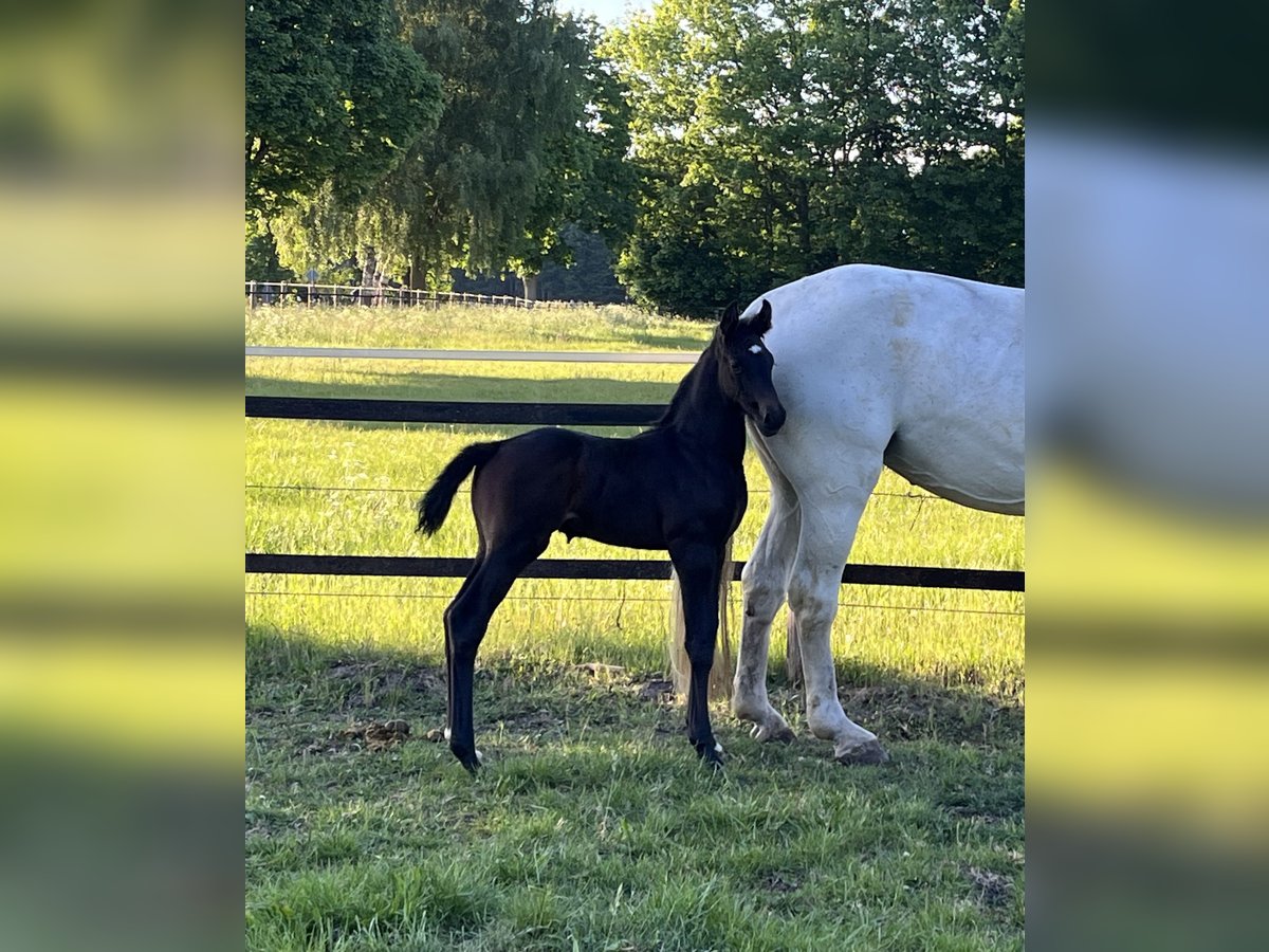 Oldenburger Springpferd Ogier  170 cm Może być siwy in Werlte
