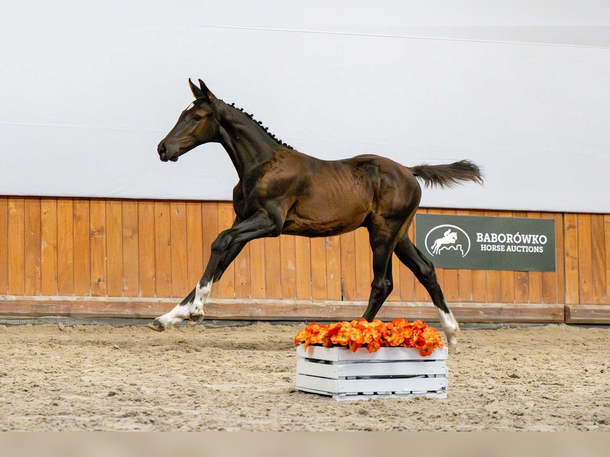 Oldenburger Springpferd Ogier Źrebak (04/2025) in Babor&#xF3;wko