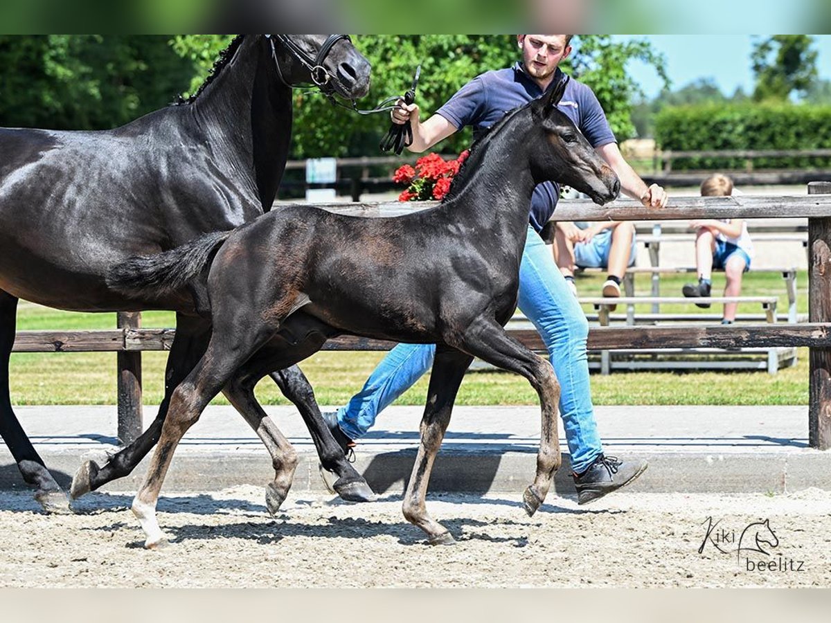 Oldenburger Springpferd Ogier  Skarogniada in B&#xF6;sel