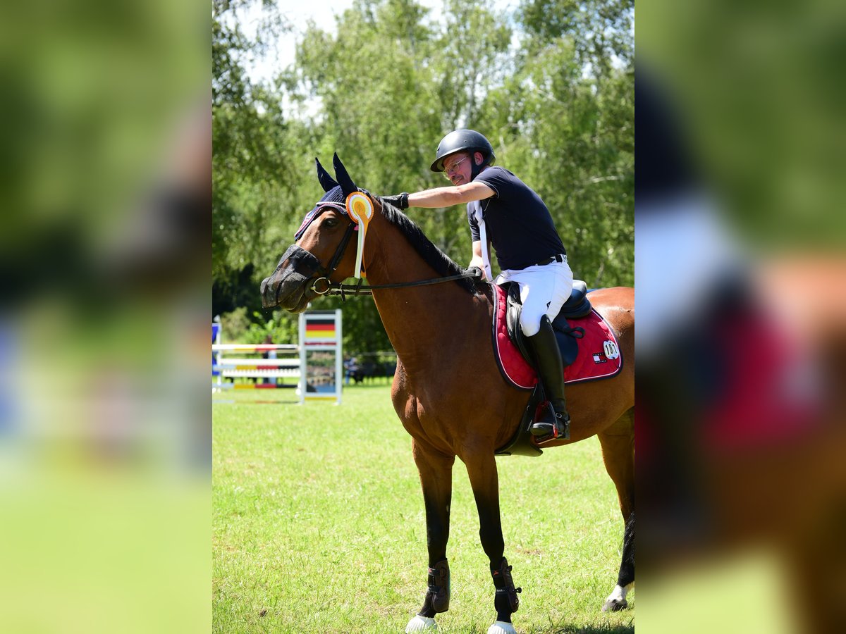 Oldenburger Springpferd Stute 10 Jahre 163 cm Hellbrauner in Wurmberg