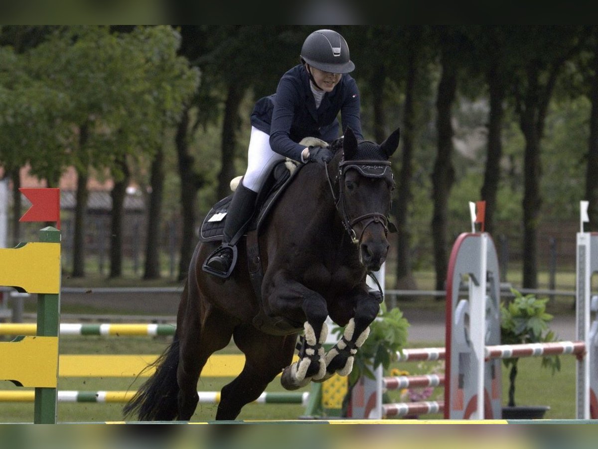 Oldenburger Springpferd Stute 10 Jahre 163 cm Schwarzbrauner in Neustadt(dosse)