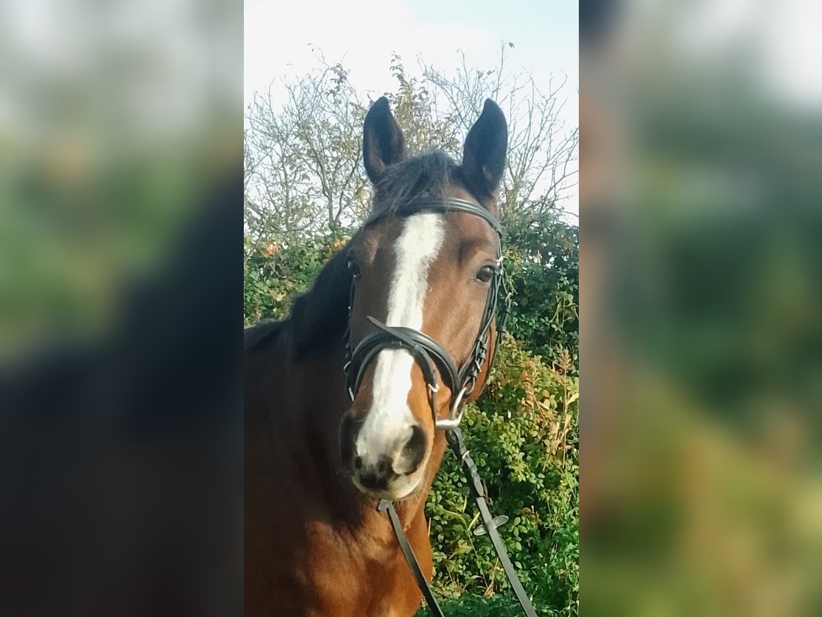 Oldenburger Springpferd Stute 10 Jahre 165 cm Brauner in Worms