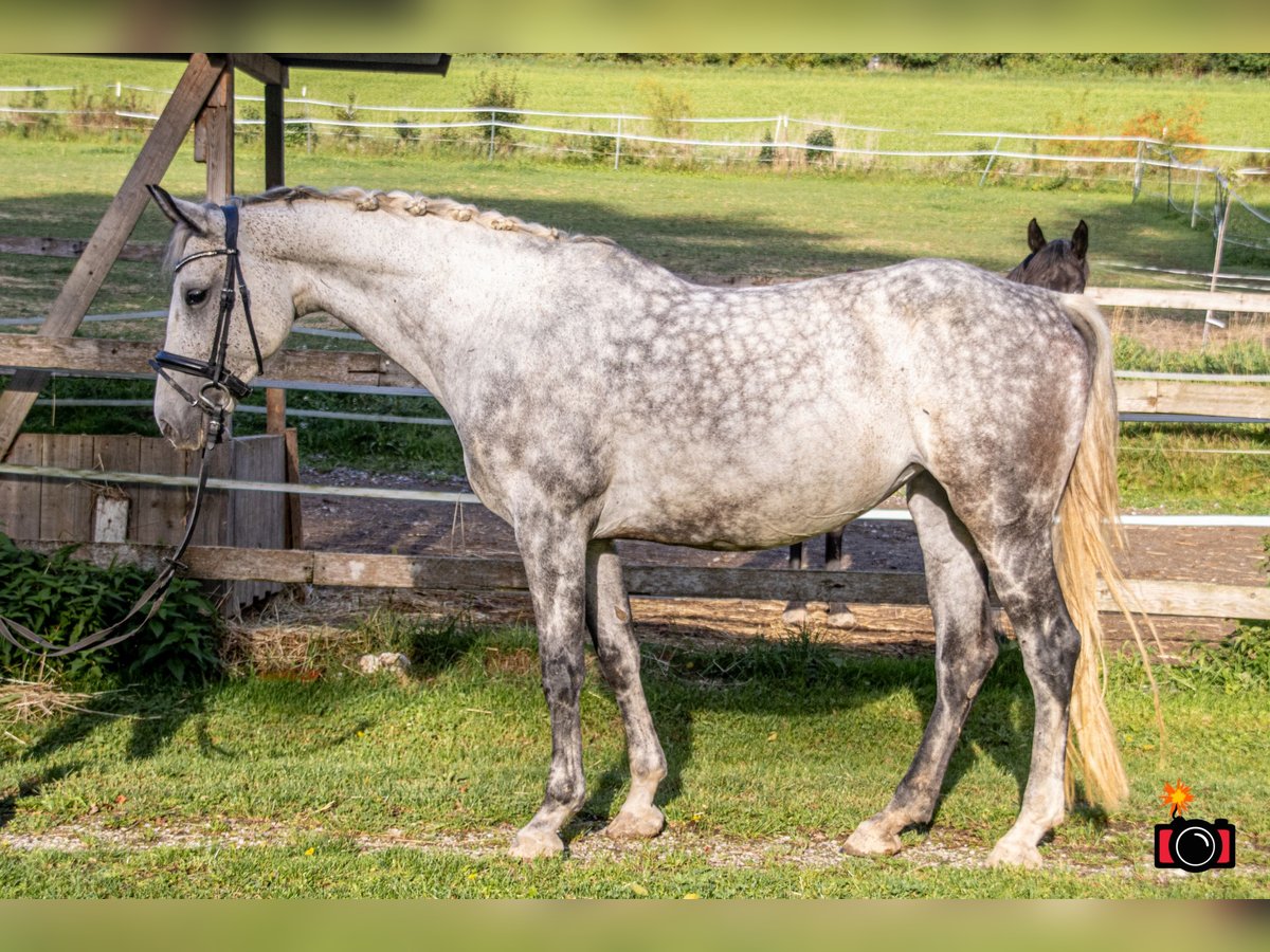 Oldenburger Springpferd Stute 10 Jahre 167 cm Apfelschimmel in Wolfsbach