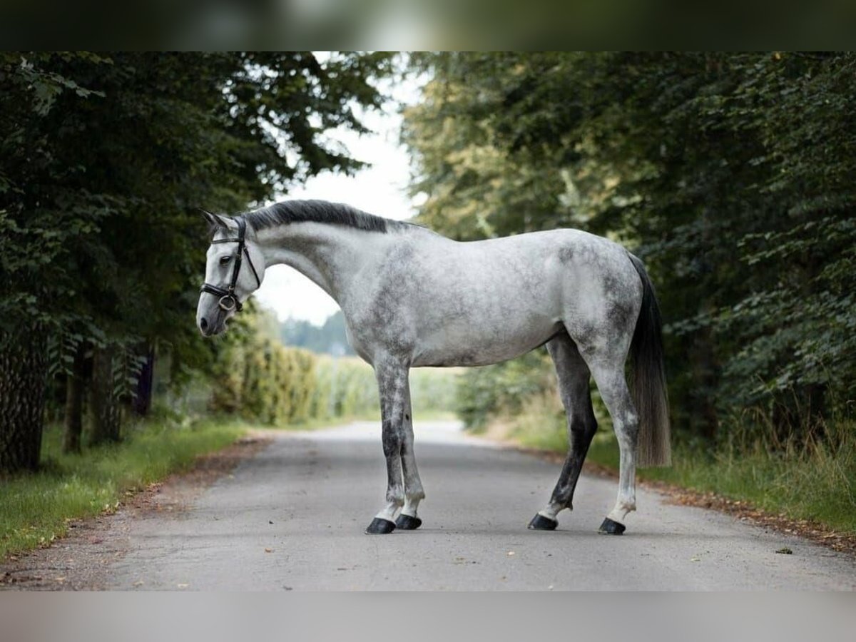 Oldenburger Springpferd Stute 10 Jahre 168 cm Apfelschimmel in Coburg