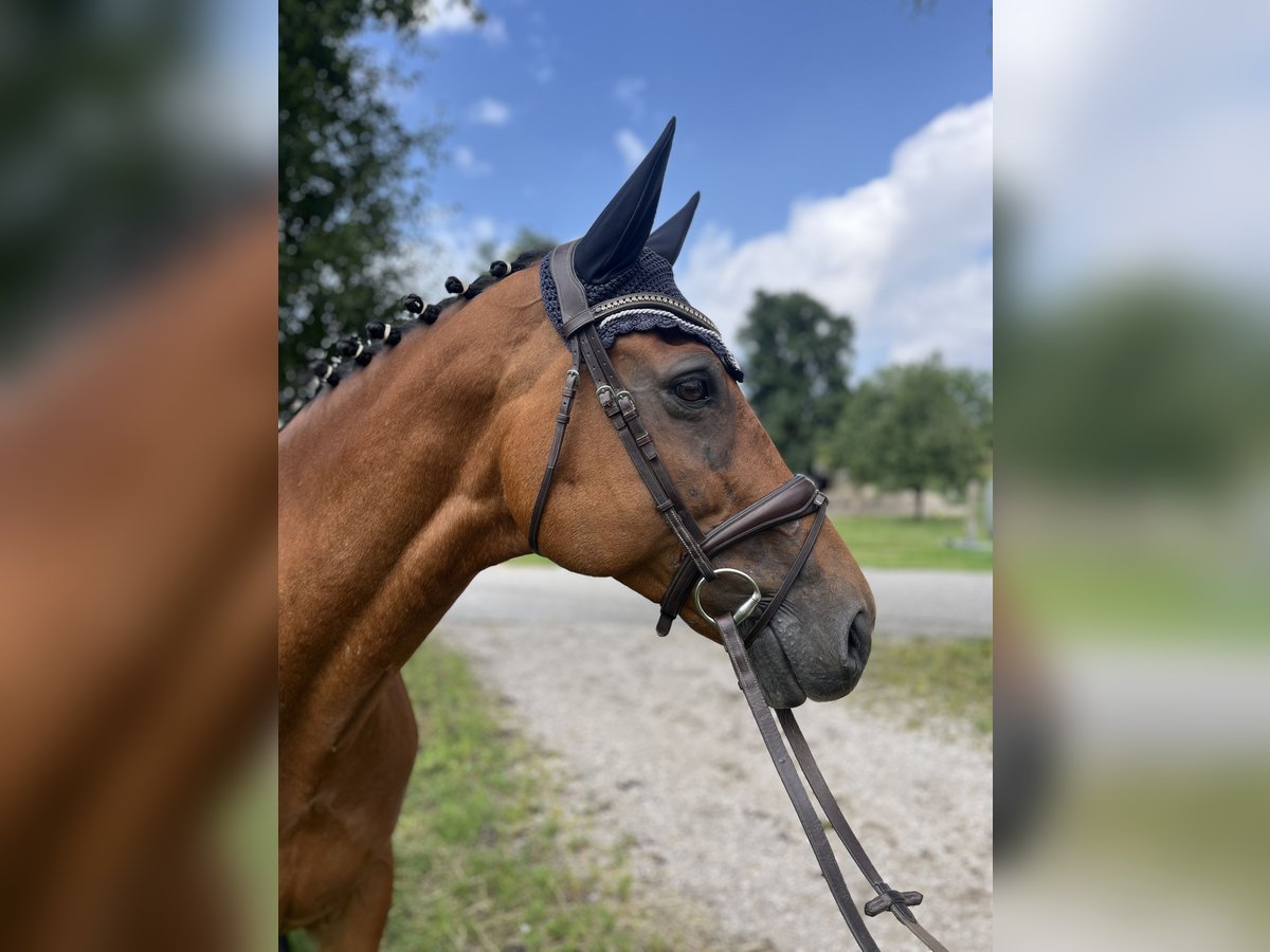 Oldenburger Springpferd Stute 10 Jahre 169 cm Brauner in Schlatt/Herrensch&#xFC;tzing