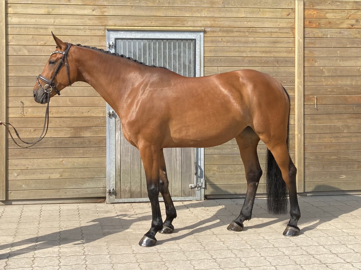 Oldenburger Springpferd Stute 10 Jahre 170 cm Brauner in Bremen