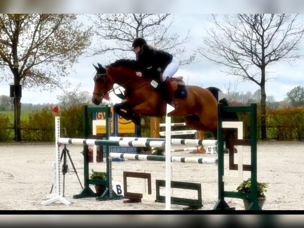 Oldenburger Springpferd Stute 11 Jahre 160 cm Brauner in Werlte