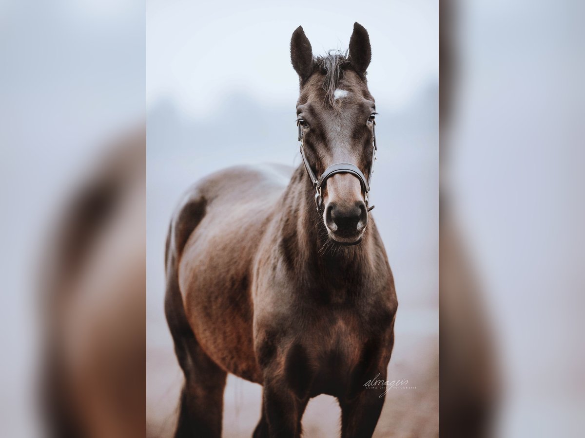 Oldenburger Springpferd Stute 11 Jahre 160 cm Dunkelbrauner in Potzbach